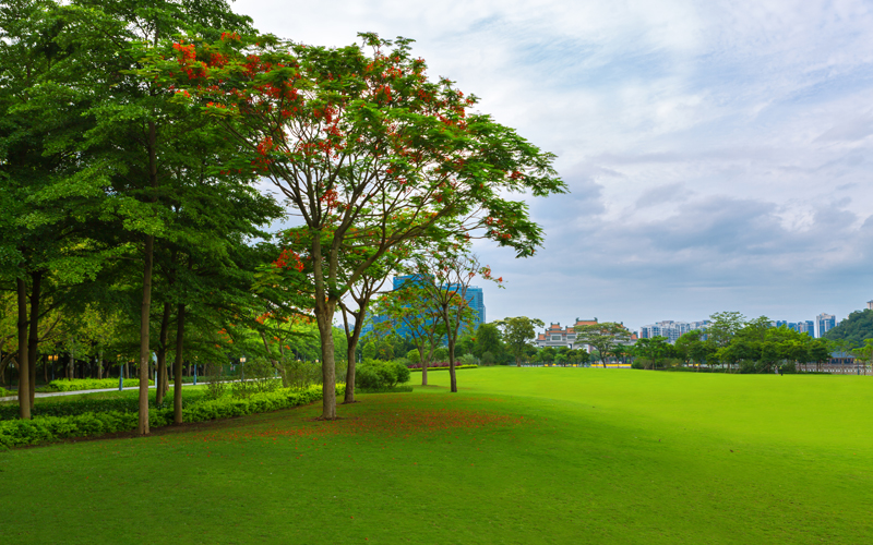 順峰山公園鳳凰大草坪景觀改造提升工程